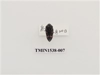 藏品(紅紋沫蟬)的圖片